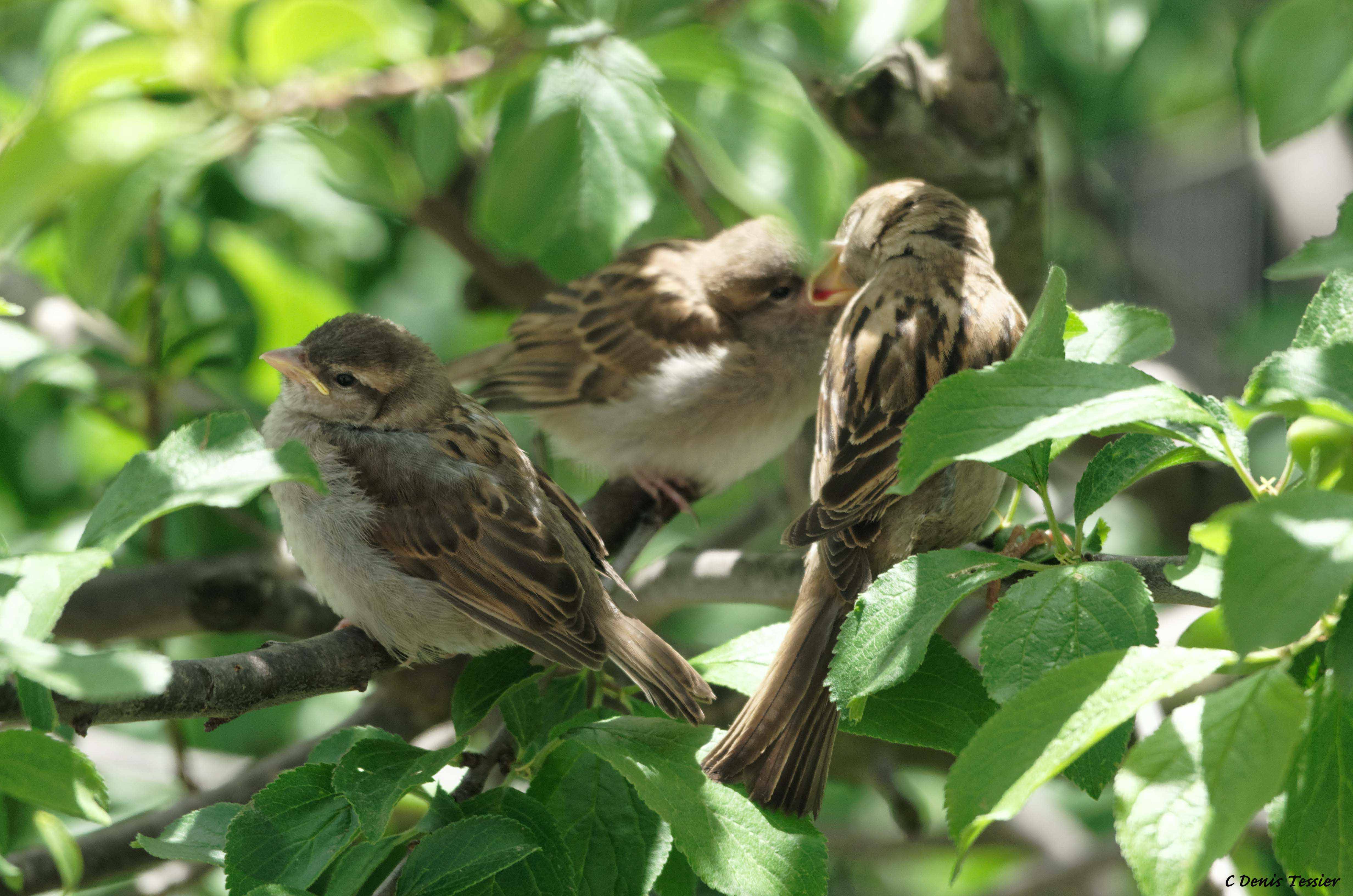 un moineau domestique, un oiseau parmi la biodiversité de la ferme